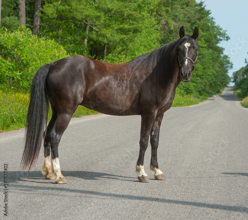 Obraz na plátně tennessee walker horse conformation shot full body image of purebred tennessee w