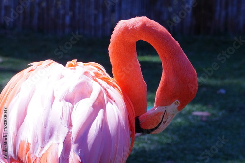 Flamingo 1 