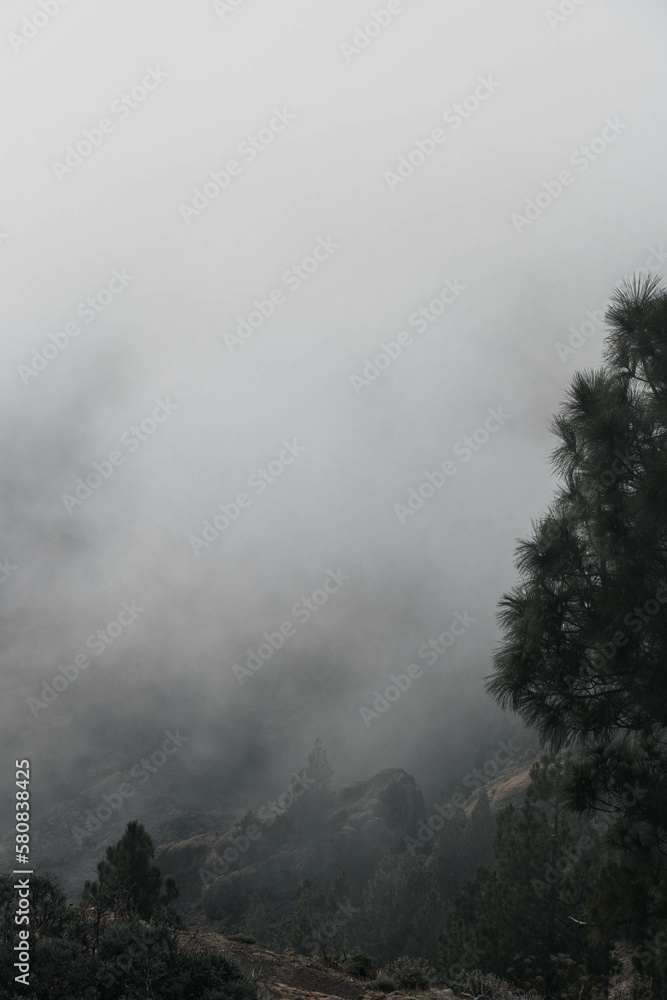 Landscape of foggy clouds over the pine tree mountain