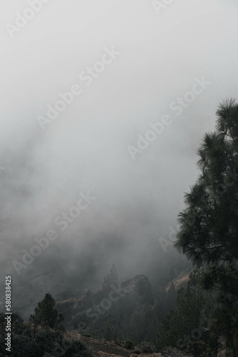 Landscape of foggy clouds over the pine tree mountain