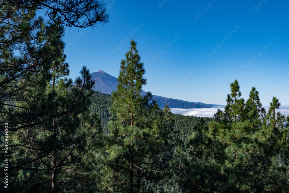 Landscape of volcano el teide trees and woods in foregound during sunny summer day in tenerife, spain	