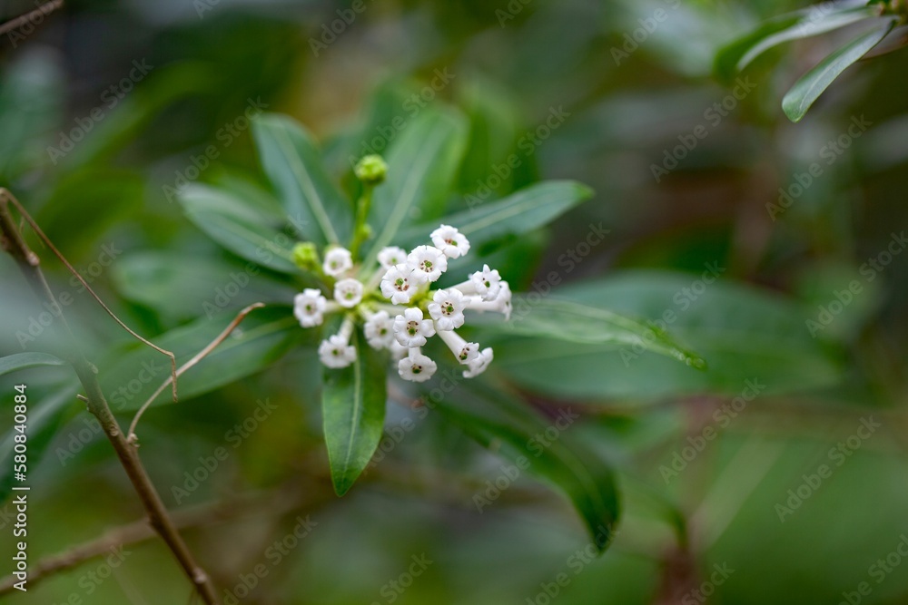 Fototapeta premium Day blooming jasmine, Cestrum diurnum