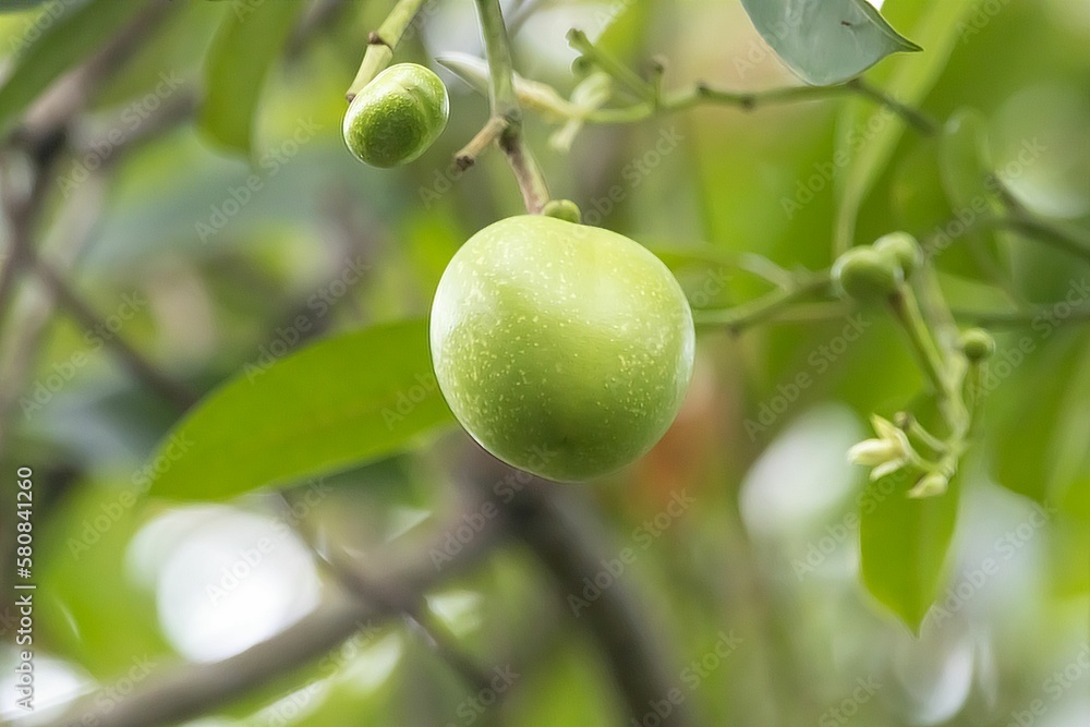 Fruit of a suicide tree, Cerbera odollam