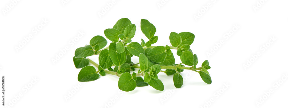 Fresh sweet marjoram herb, isolated on the white background. Fresh sweet marjoram herb, isolated on the white background.