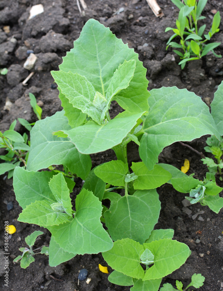 Edible plant garden orach (Atriplex hortensis) grows in spring Edible plant garden orach (Atriplex hortensis) grows in spring