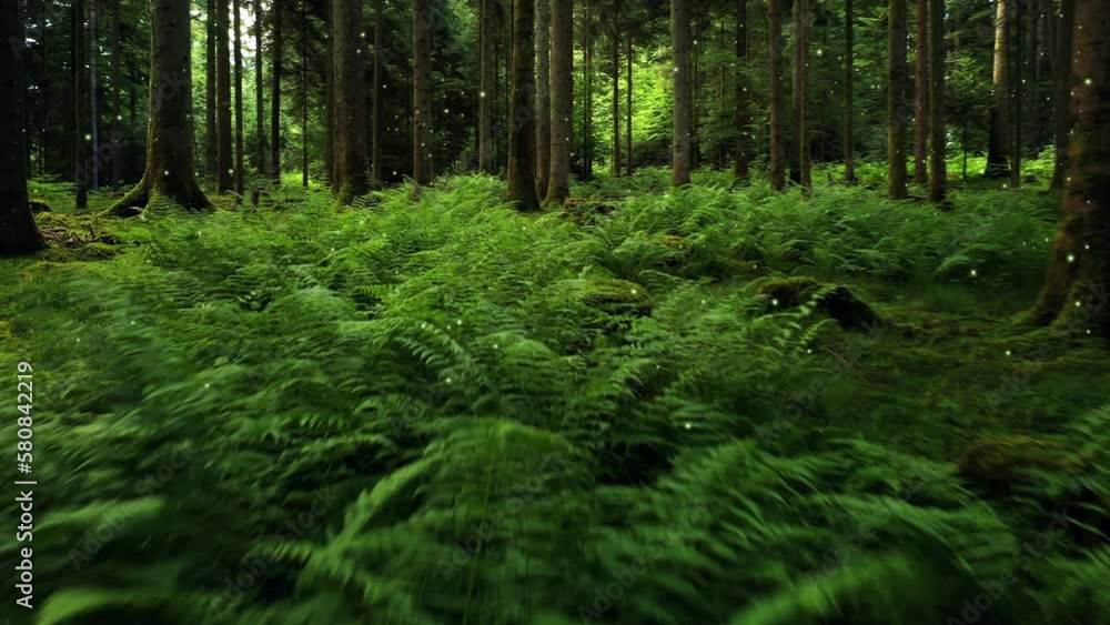 Fairy tale green woods with fern plants and flying flickering fireflies. Magic forest landscape. Drone shot. Fairy tale green woods with fern plants and flying flickering fireflies. Magic forest landscape. Drone shot.