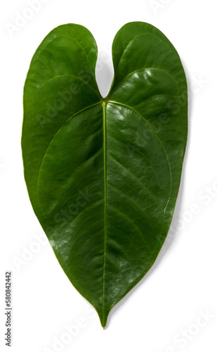 Philodendron Leaf