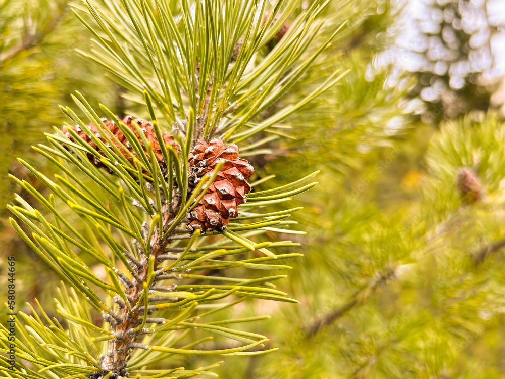 Pine cones and needles close up Pine cones and needles close up