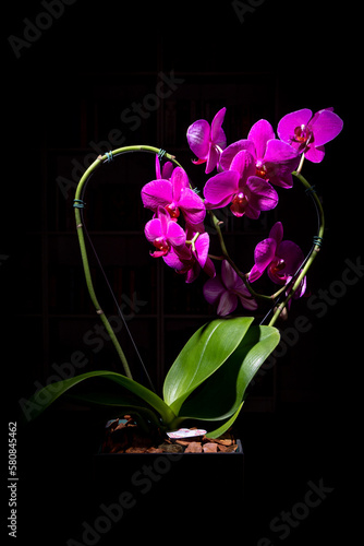 Pink heart-shaped orchid with black background.