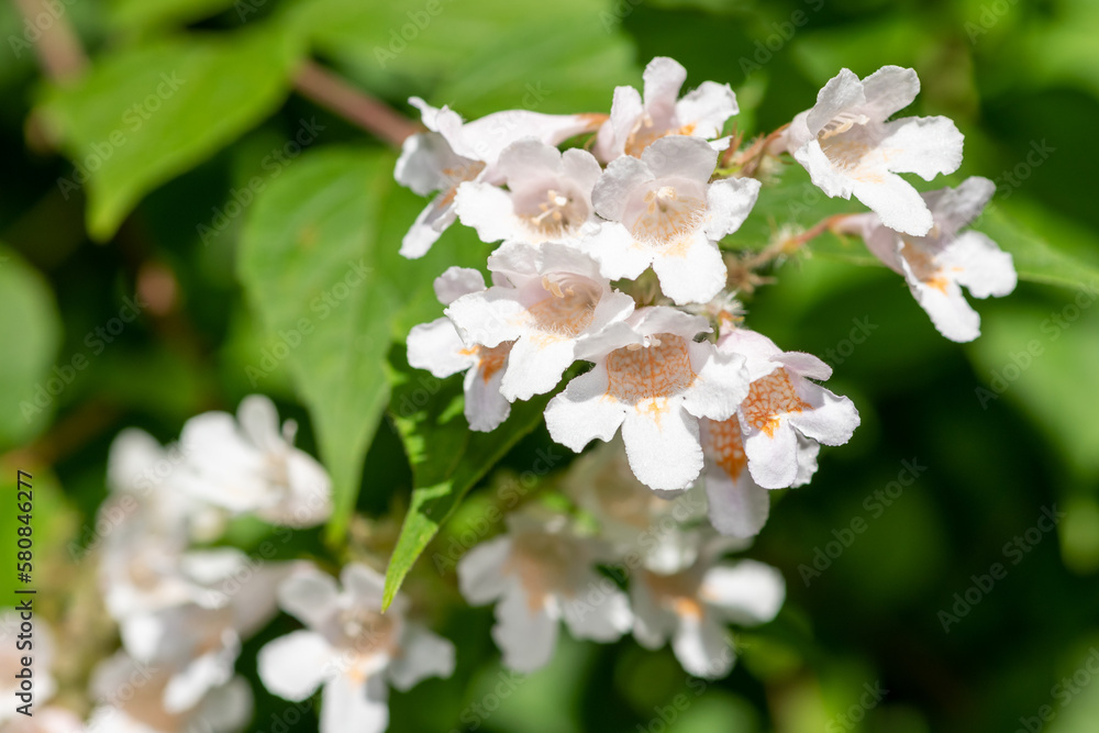 Close up of beautybush (linnaea amabilis) flowers in bloom
