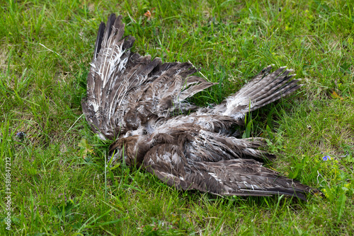 dead bird of prey lies in the green grass - death from bird flu? photo