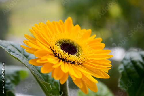 yellow flower 
