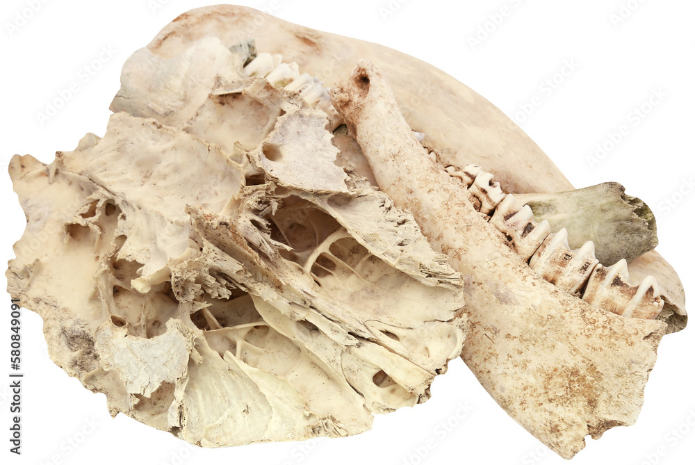 Cow bone Cow bone