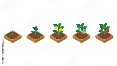 農場ゲームのイラスト_成長するミニトマト_アイソメトリック