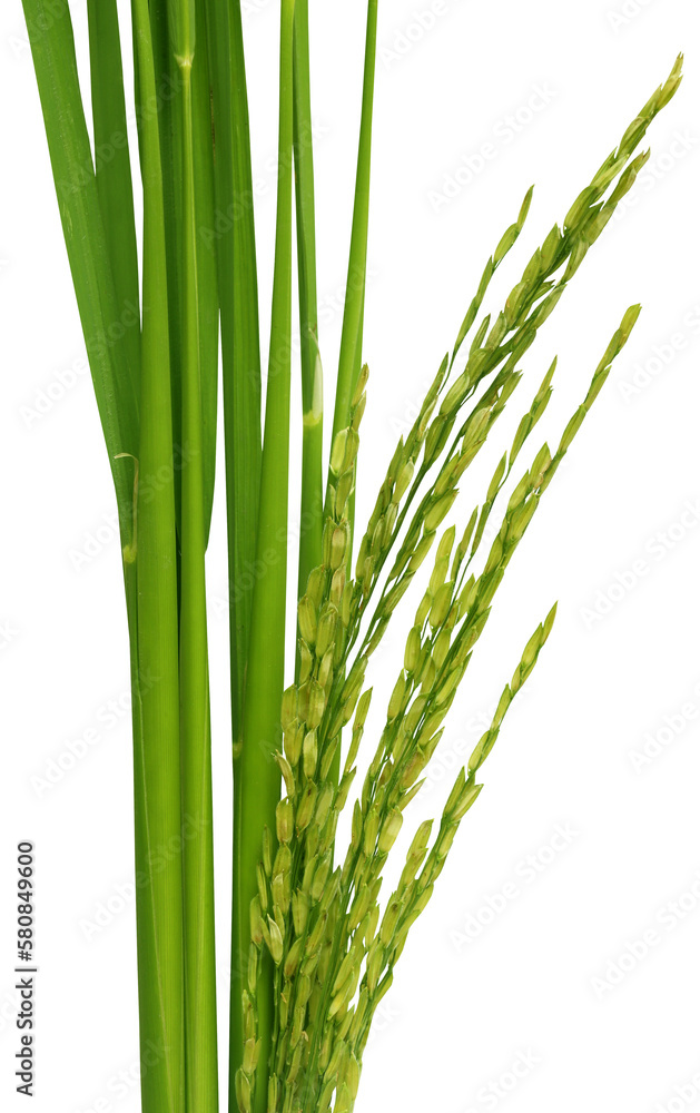 Fototapeta premium Green paddy