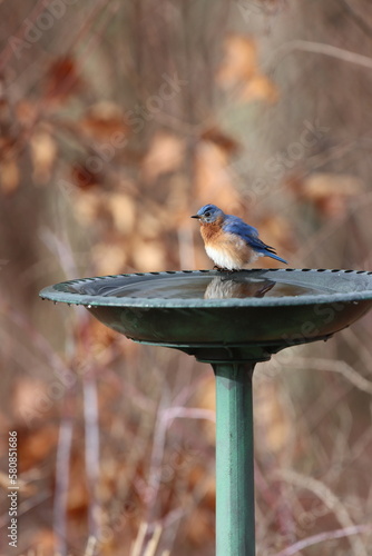 Принти на полотні An eastern bluebird on the edge of a birdbath