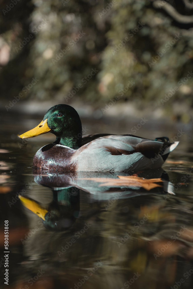 Duck in a lake in Girona, Spain Duck in a lake in Girona, Spain