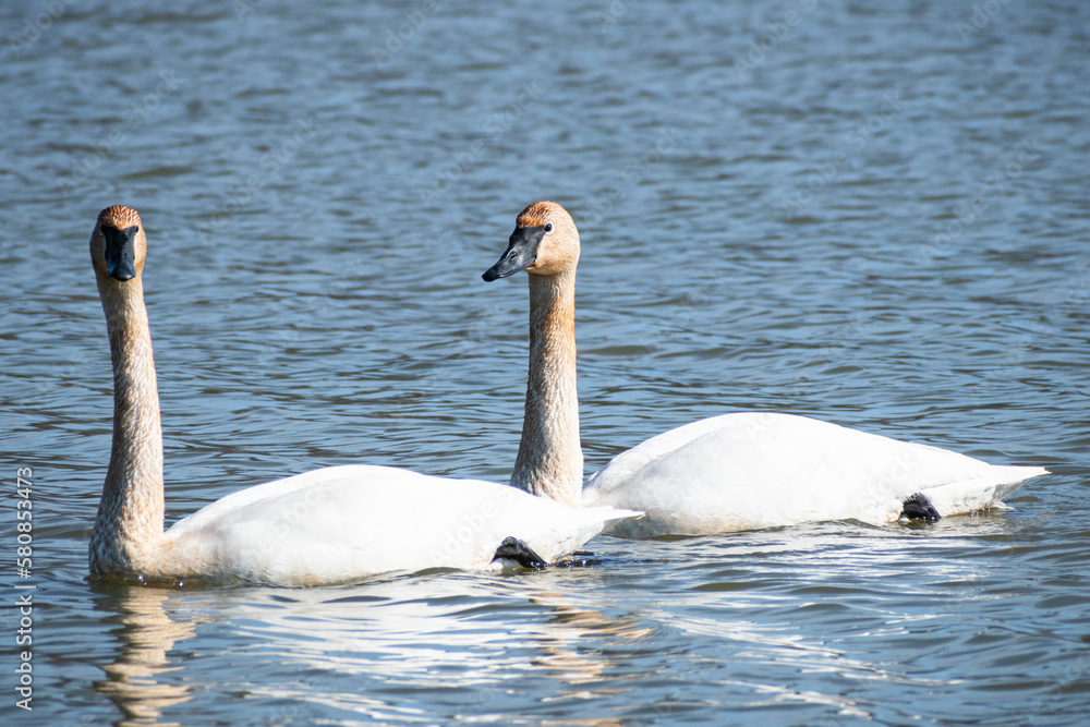 Fototapeta premium Trumpeter swans (Cygnus buccinator)