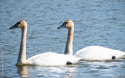 Trumpeter swans (Cygnus buccinator) with blue water background