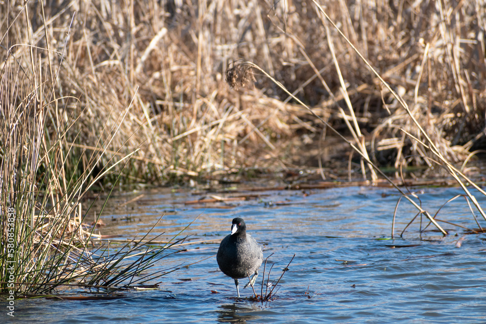 Coot standing on log in wetland Coot standing on log in wetland