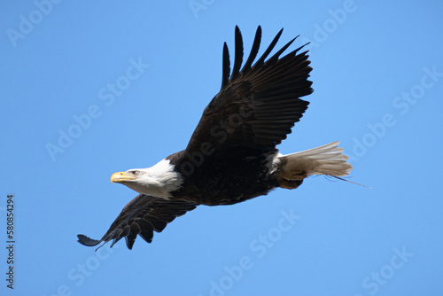 Female bald eagle in flight with wings spread