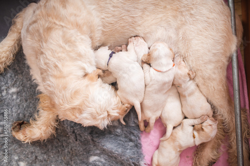 2 week old spinone italiano puppies with their mother © Justyna