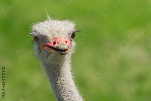 close-up portrait of an ostrich with green blurred background