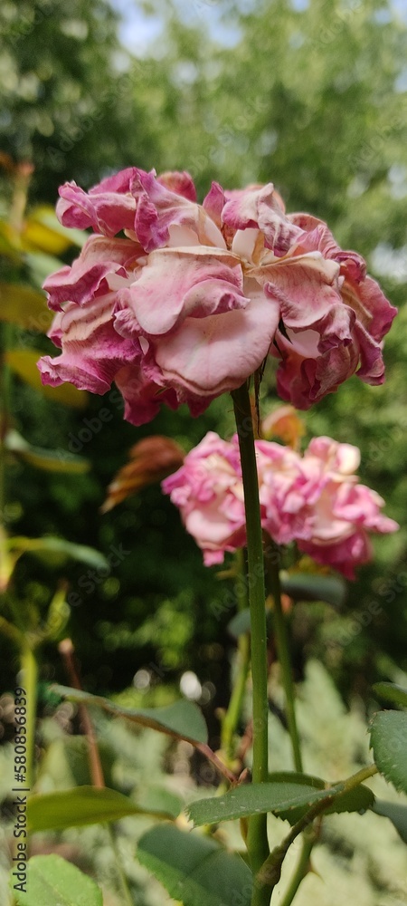 pink rose bush