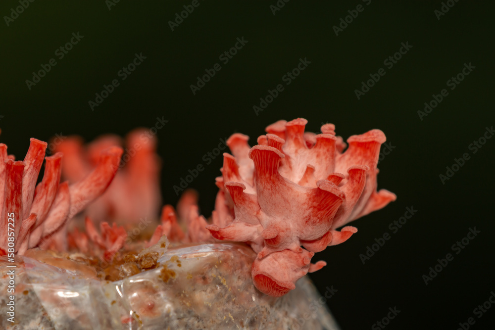 Pleurotus Salmon (Shimeji Salmon, Pleurotus Djamor , Shimeji Rosa , Mushroom Pink ) young sprouting.