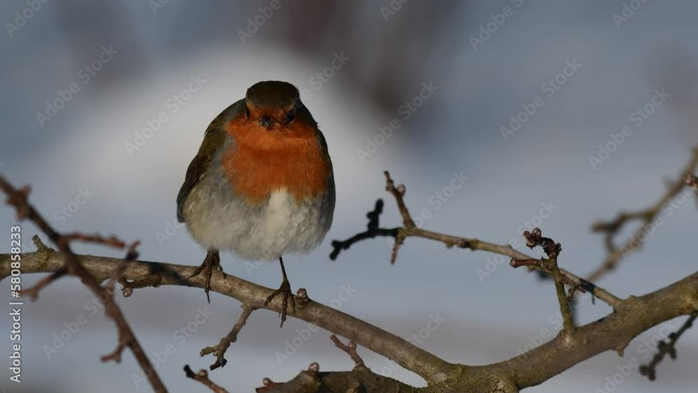 Robin Erithacus rubecula in the wild. Songbird close up. Robin Erithacus rubecula in the wild. Songbird close up.