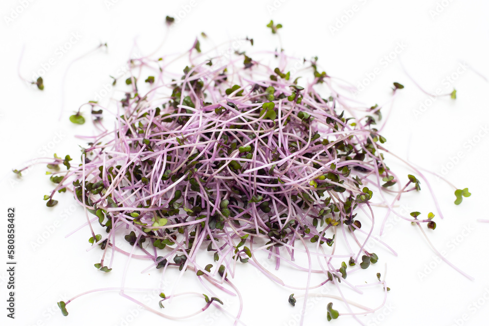 Organic red cabbage sprouts on white background. Organic red cabbage sprouts on white background.
