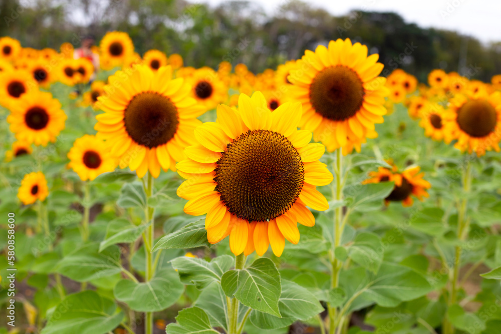 Sunflower field, Beautiful summer landscape. Sunflower field, Beautiful summer landscape.