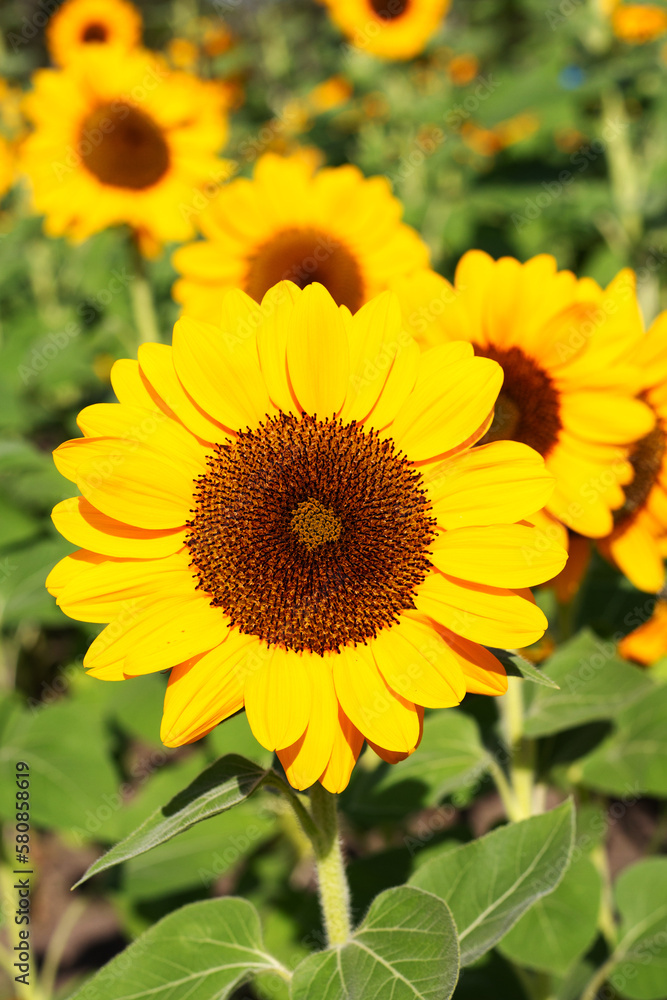 Sunflower field, Beautiful summer landscape. Sunflower field, Beautiful summer landscape.