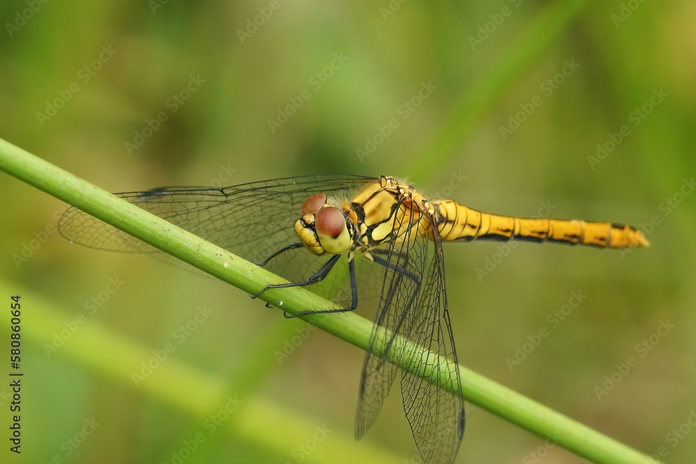 Closeup on a Ruddy darter, Sympetrum sanguineum sitting on a straw against a green background in the field Closeup on a Ruddy darter, Sympetrum sanguineum sitting on a straw against a green background in the field
