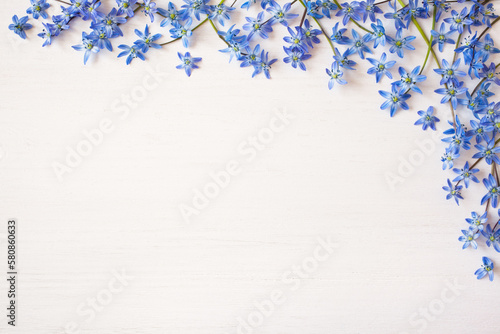 White wooden background with spring blue scilla flowers, copy space