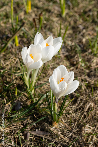 White crocus flowers in the garden.