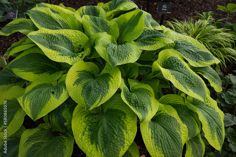 Lush, corrugated & thick, Climax hosta is a broadly oval dark green leaves with bright gold margins; Excellent performer all seasons. Lavender flowers in mid summer planted in partial sun or shade.  - obrazy, fototapety, plakaty 