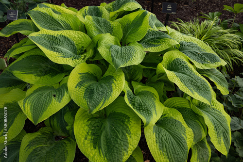 Lush, corrugated & thick, Climax hosta is a broadly oval dark green leaves with bright gold margins  Excellent performer all seasons. Lavender flowers in mid summer planted in partial sun or shade.  © MOLLY SHANNON