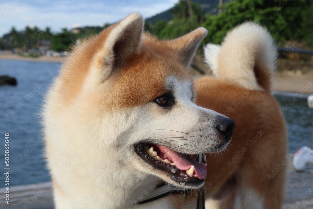 Japanese Akita inu, red dog, in a beach.