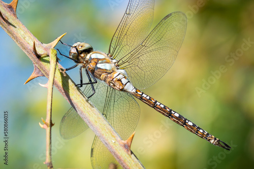 Migrant Hawker dragonfly viewed from underneath