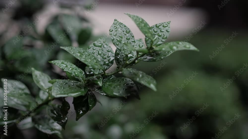 Fresh green leaves with water drops. Drops of dew on a green leaf. Natural moisture and cleanliness concept. Slow motion. Fresh green leaves with water drops. Drops of dew on a green leaf. Natural moisture and cleanliness concept. Slow motion.