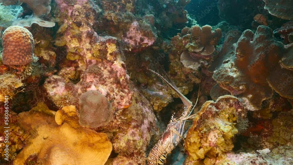 Seascape with Spiny Lobster in the coral reef of the Caribbean Sea Seascape with Spiny Lobster in the coral reef of the Caribbean Sea