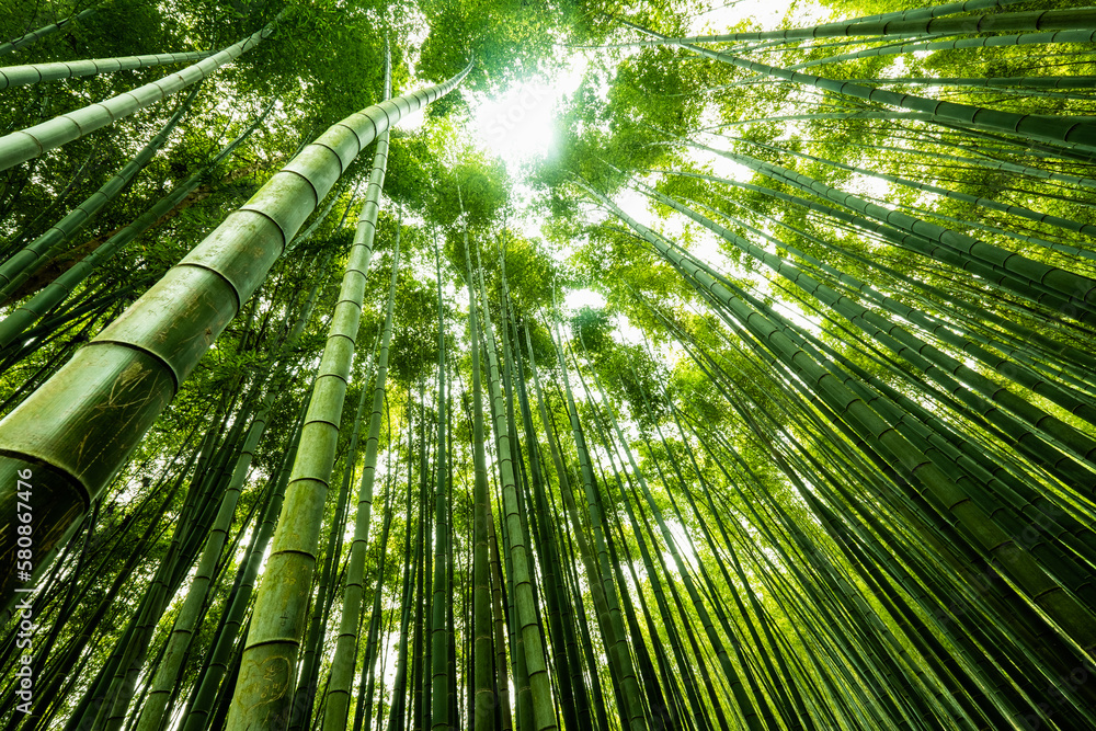 Bamboo Forest Bamboo Forest