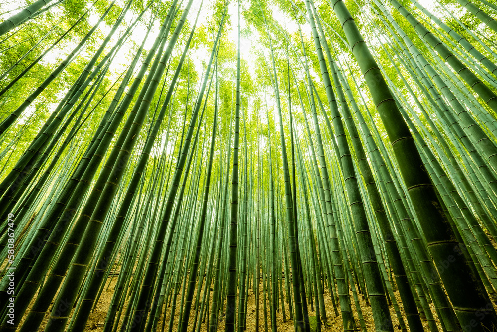 Fototapeta premium Bamboo Forest