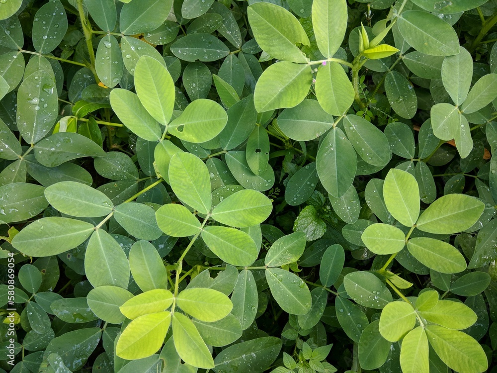 green peanuts leaves background green peanuts leaves background