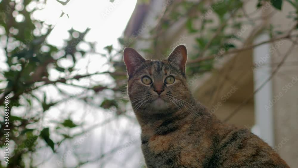 Looking up at cat on alert while standing on a fence Looking up at cat on alert while standing on a fence