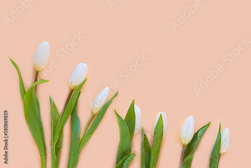 White tulips on neutral beige background. Minimal flat lay concept.