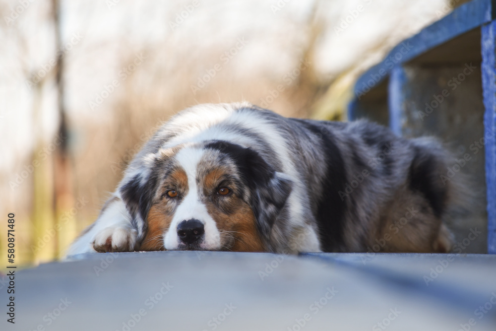 Sad Dog breed australian shepherd is lying down on the floor waiting for his family, the owner home. A sad pet is alone at home, lying and waiting for the return of his friends.