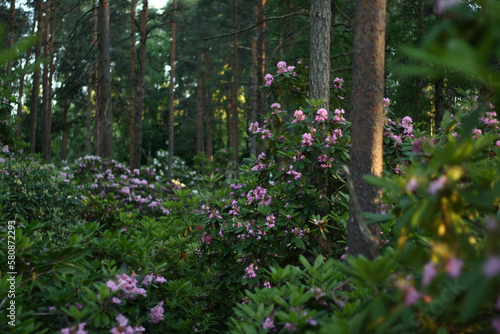 Fototapeta Naklejka Na Ścianę i Meble -  Rhododendron park haaga high resolution, Helsinki, flowers 