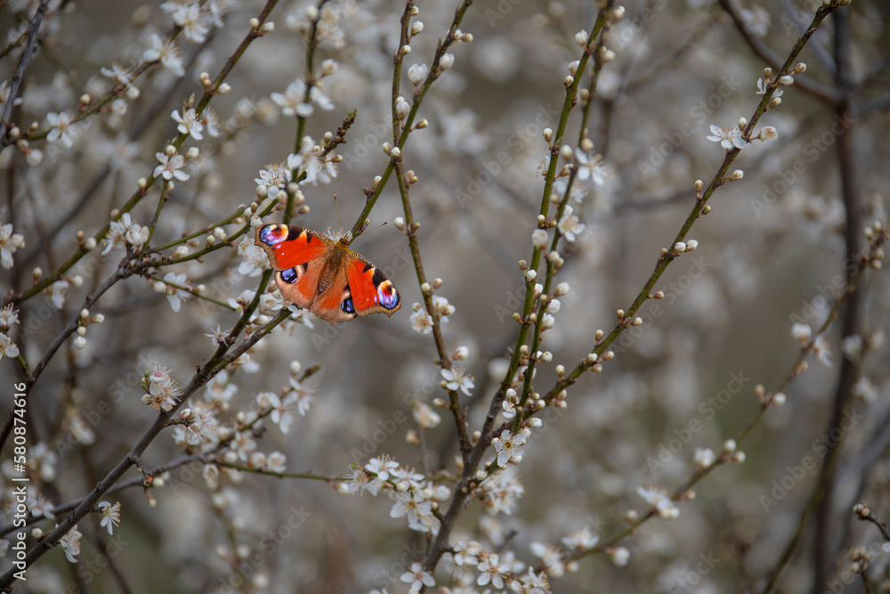 Plum tree blossom in spring with butterfly Aglais io Plum tree blossom in spring with butterfly Aglais io